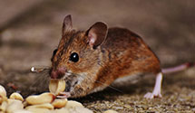 24 Hour & Emergency Exterminators in Olean, NY